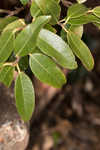 Mountain fetterbush